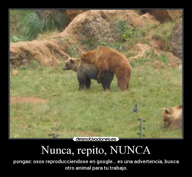Nunca, repito, NUNCA - pongas: osos reproducciendose en google... es una advertencia, busca
otro animal para tu trabajo.