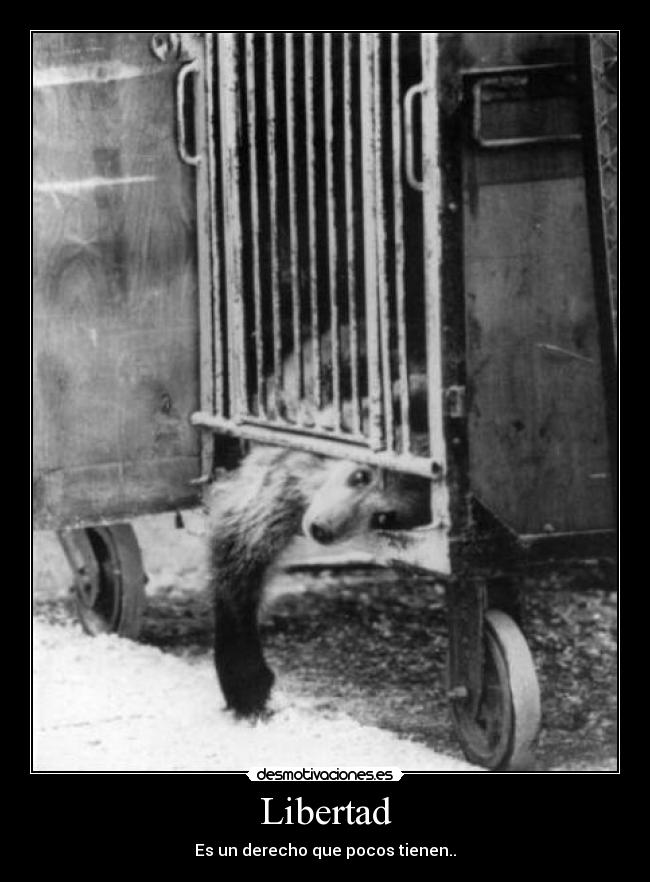 Libertad -