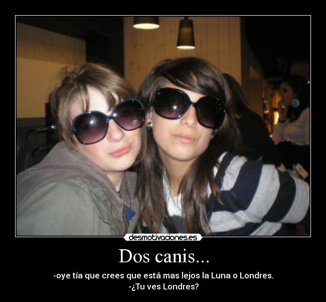 Dos canis... - 