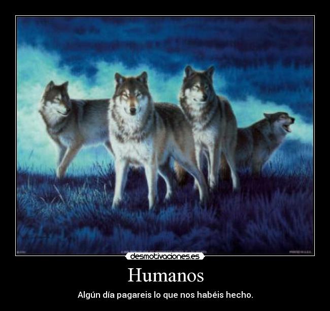 carteles lobos animales defensa extincion desmotivaciones