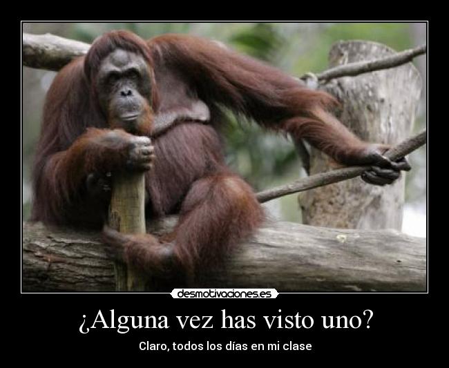 ¿Alguna vez has visto uno? - Claro, todos los días en mi clase