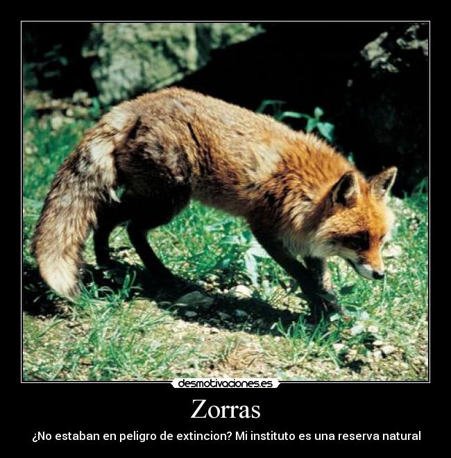 Zorras - 