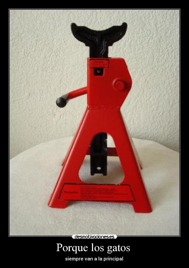 Porque los gatos  - siempre van a la principal 