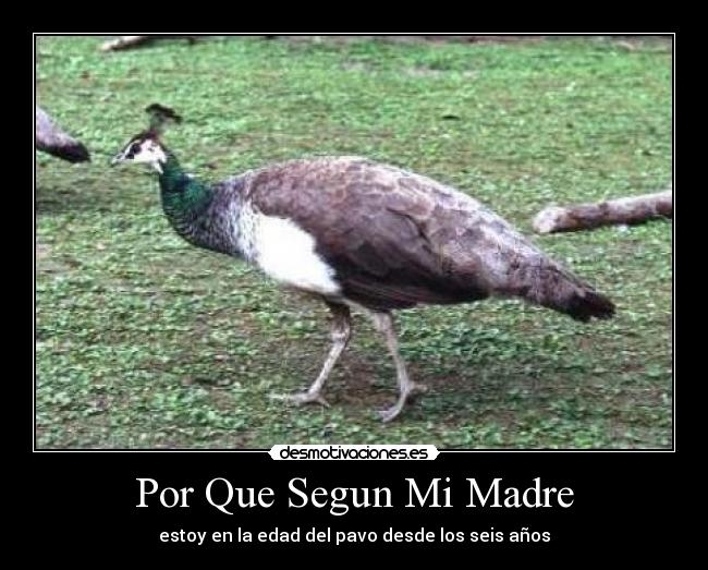 Por Que Segun Mi Madre - estoy en la edad del pavo desde los seis años