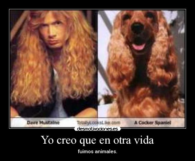 Yo creo que en otra vida - fuimos animales.