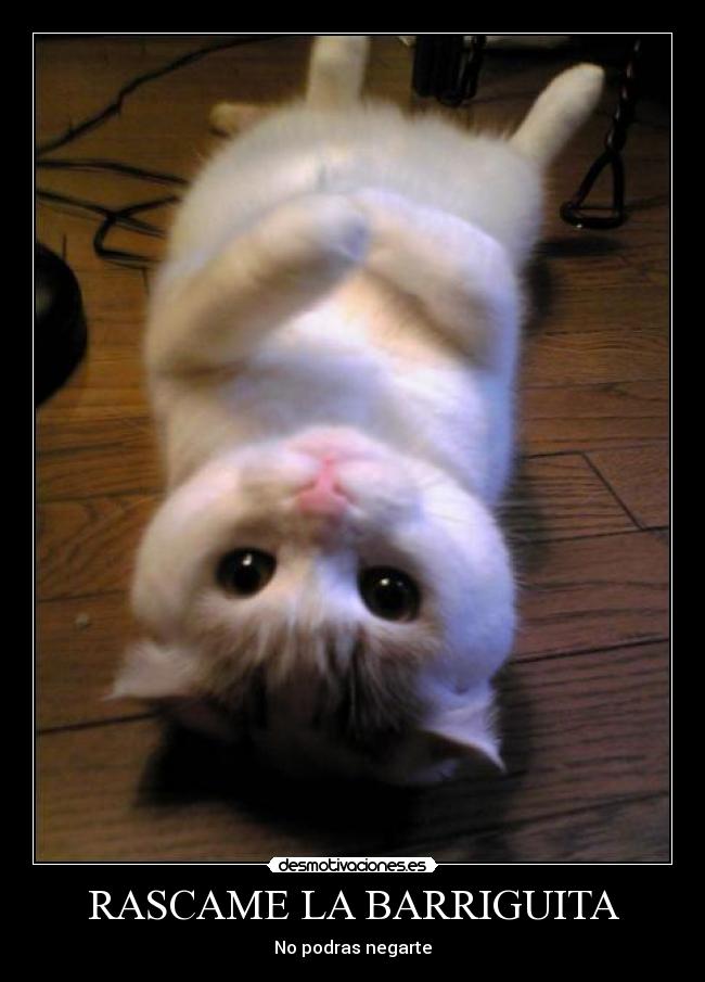 RASCAME LA BARRIGUITA - 