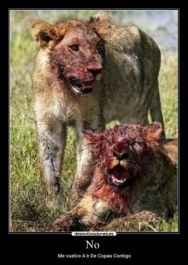 No - Me vuelvo A Ir De Copas Contigo