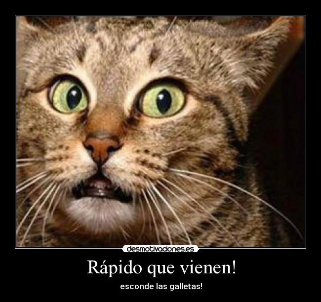 Rápido que vienen! - esconde las galletas!