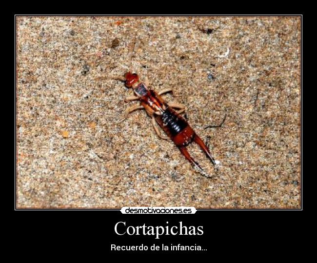 Cortapichas -