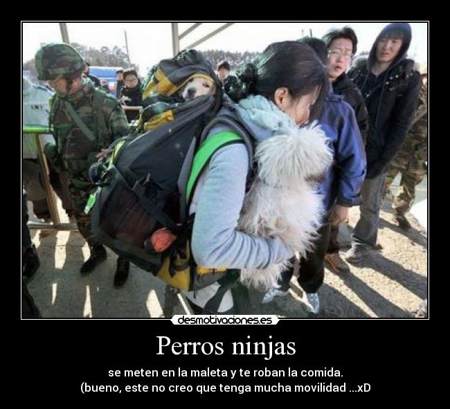 Perros ninjas -