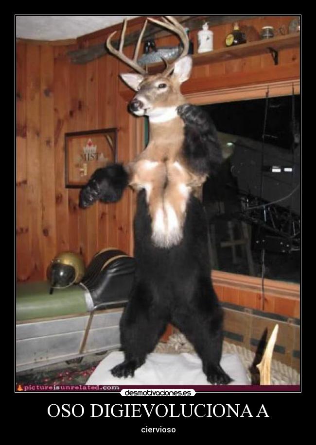 OSO DIGIEVOLUCIONA A - ciervioso