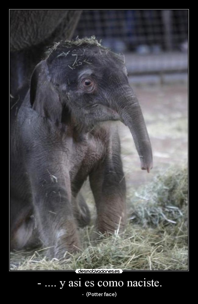 - .... y asi es como naciste. -