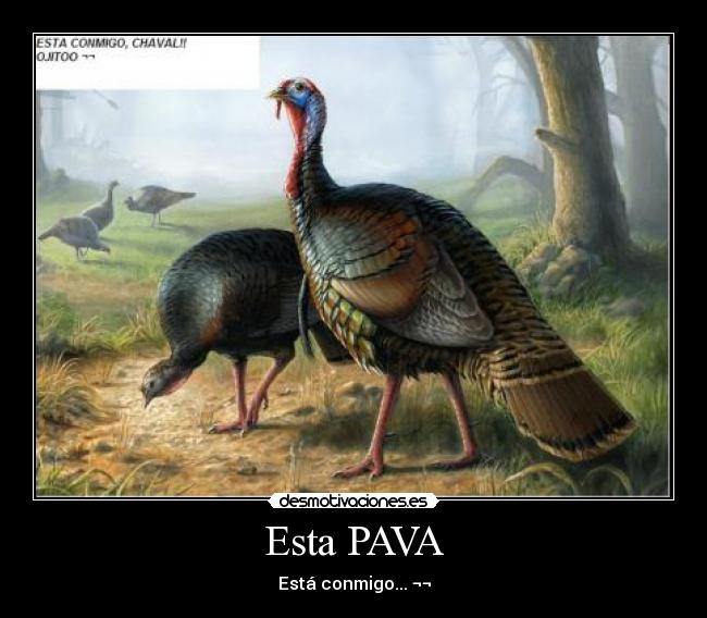 Esta PAVA -