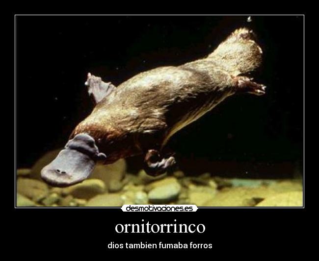 ornitorrinco - 