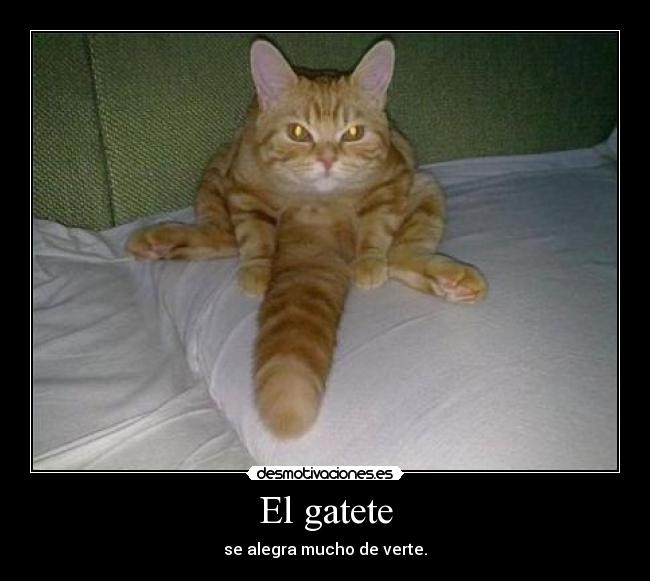 El gatete - 