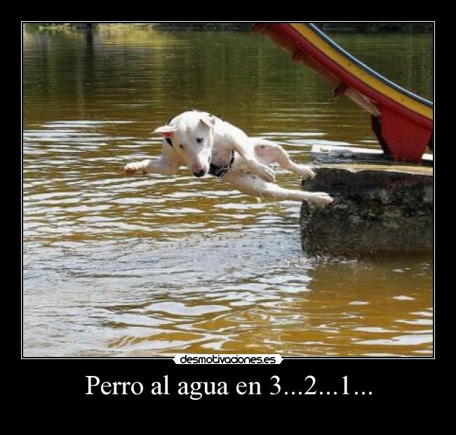 Perro al agua en 3...2...1... - 