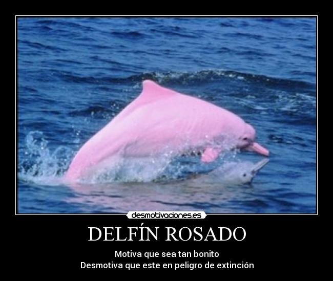 DELFÍN ROSADO - Motiva que sea tan bonito
Desmotiva que este en peligro de extinción