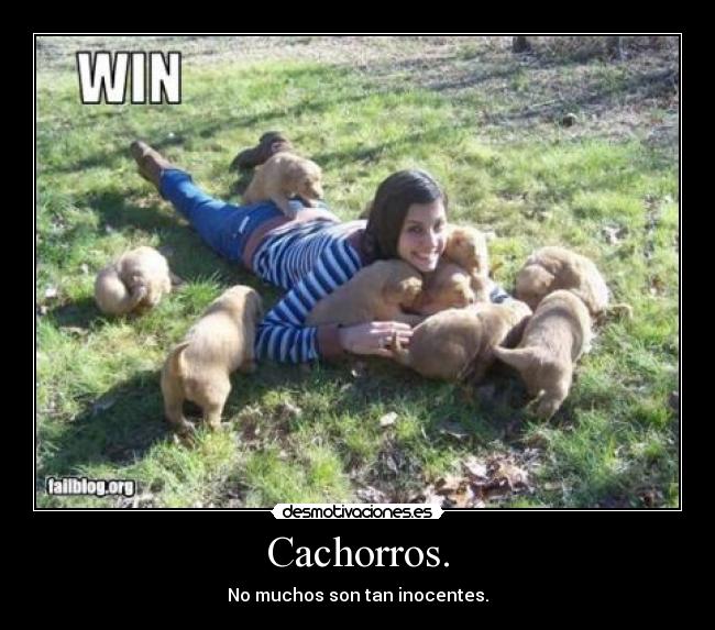 carteles win cachorros inocencia desmotivaciones