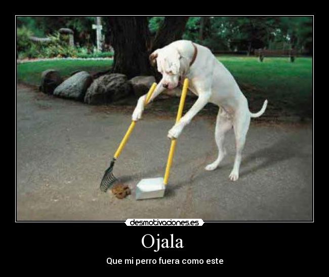 Ojala - Que mi perro fuera como este