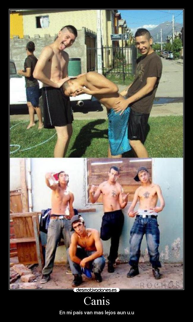 Canis - En mi país van mas lejos aun u.u