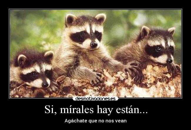 Si, mírales hay están... - Agáchate que no nos vean