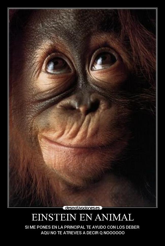 EINSTEIN EN ANIMAL - 