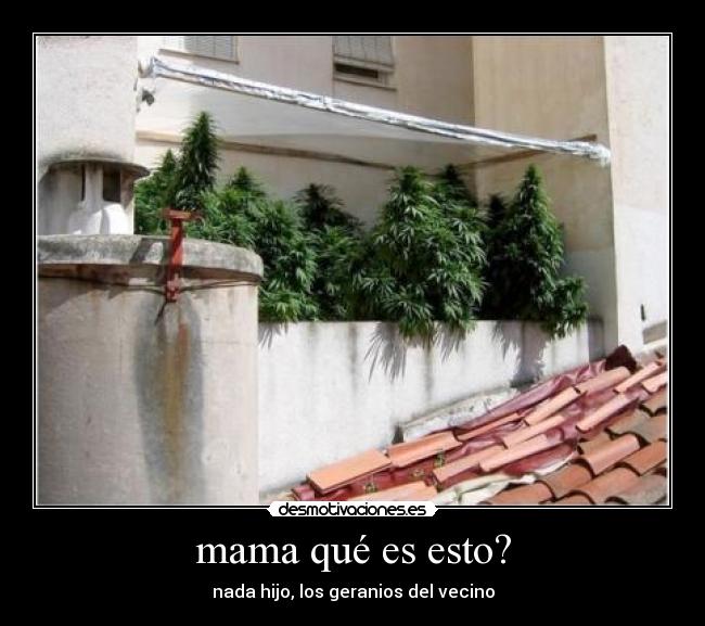 mama qué es esto? -