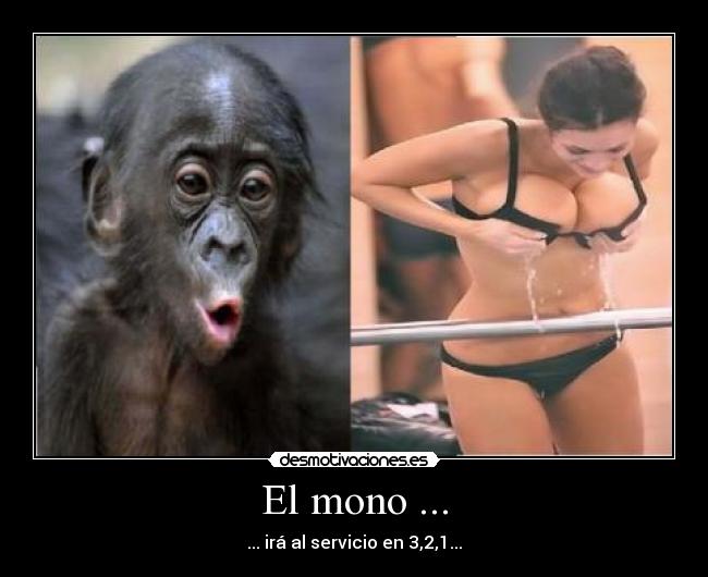 El mono ... -