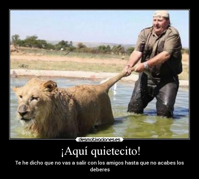 carteles lion shit wait desmotivaciones