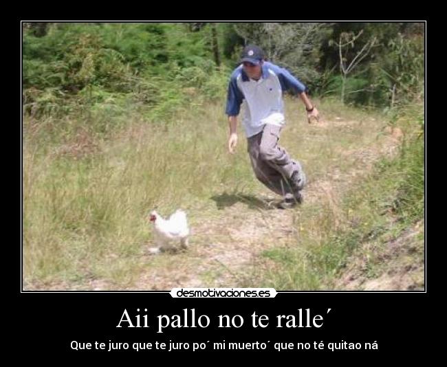 carteles gallina cani gitano gatosdesmotivacion campillo desmotivaciones