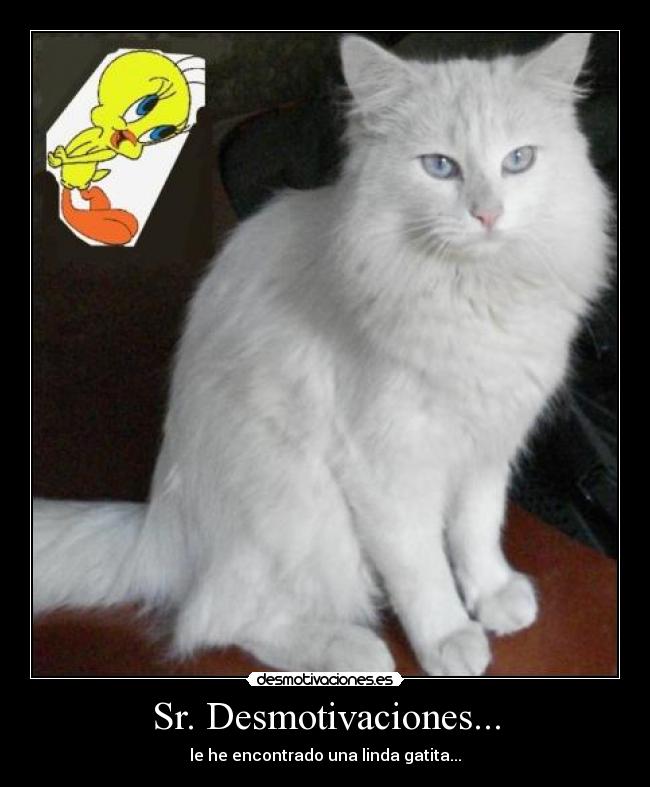 carteles desmotivaciones piolin gatita desmotivaciones gato desmotivaciones