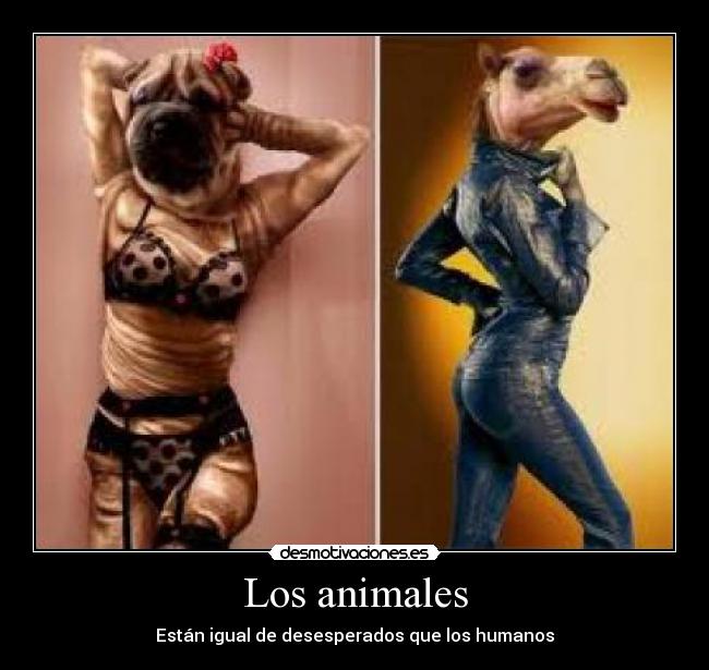 Los animales - Están igual de desesperados que los humanos