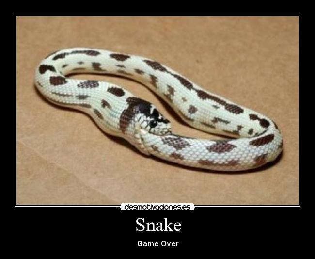 Snake - Game Over