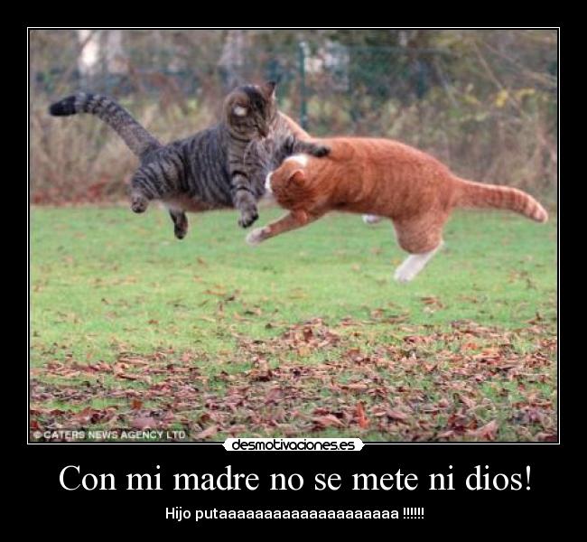 carteles madre dios ninjas desmotivaciones