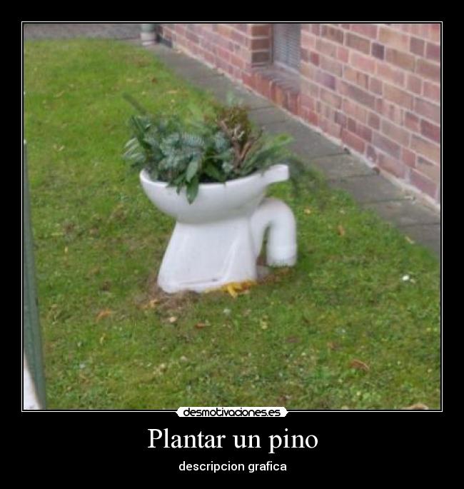 Plantar un pino - descripcion grafica