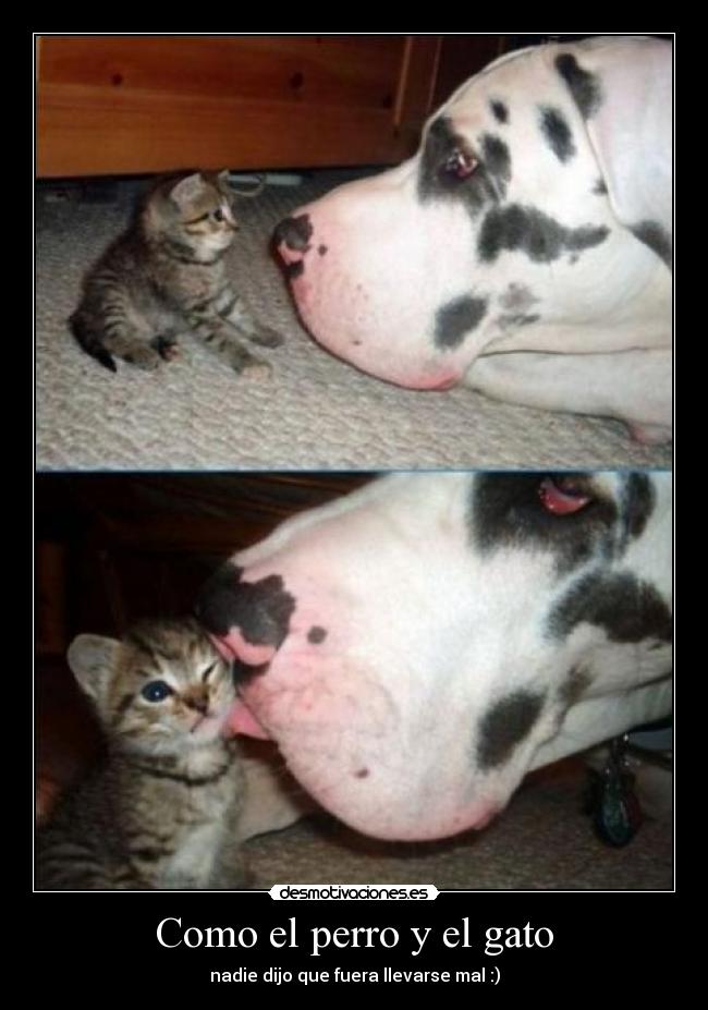 Como el perro y el gato -