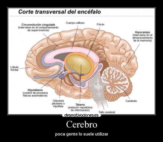 Cerebro - poca gente lo suele utilizar