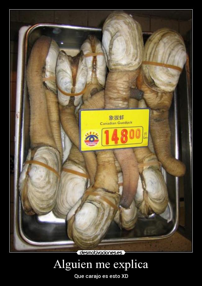 Alguien me explica - Que carajo es esto XD