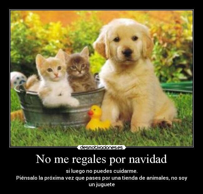 No me regales por navidad - si luego no puedes cuidarme.
Piénsalo la próxima vez que pases por una tienda de animales, no soy un juguete