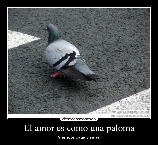 El amor es como una paloma - Viene, te caga y se va.