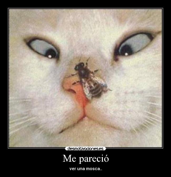 Me pareció - ver una mosca..