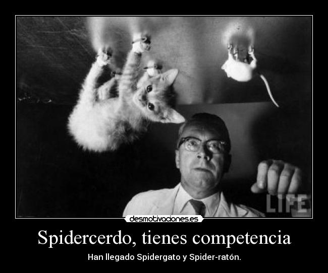 Spidercerdo, tienes competencia - Han llegado Spidergato y Spider-ratón.