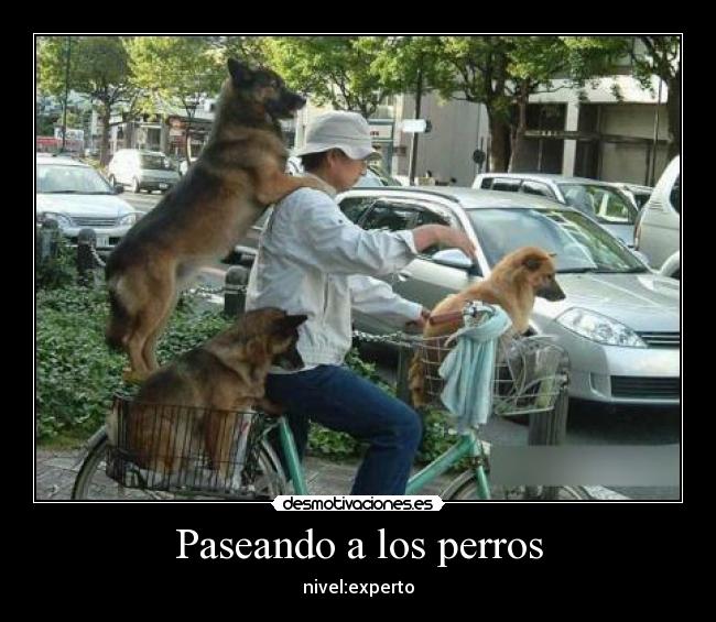 Paseando a los perros -