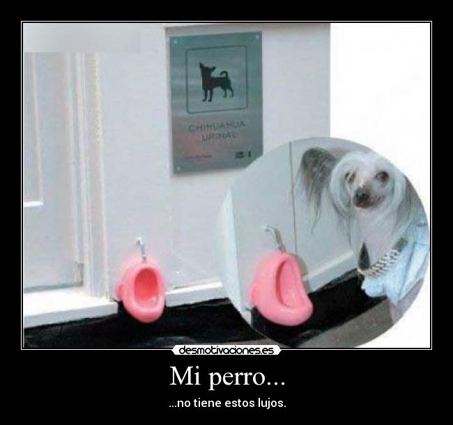 Mi perro... -