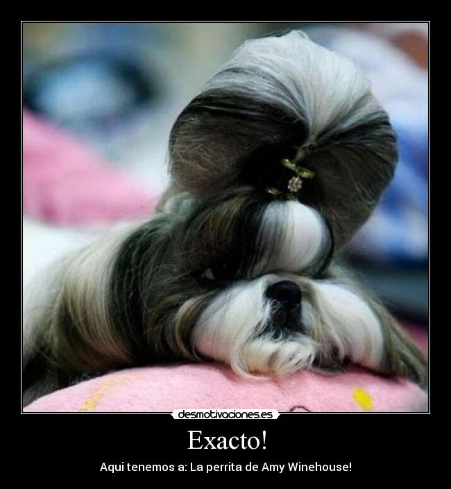 Exacto! - Aqui tenemos a: La perrita de Amy Winehouse!