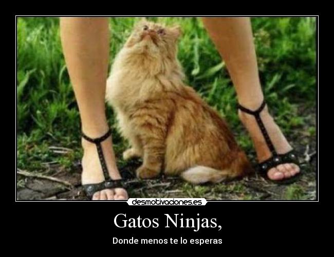 Gatos Ninjas, - Donde menos te lo esperas