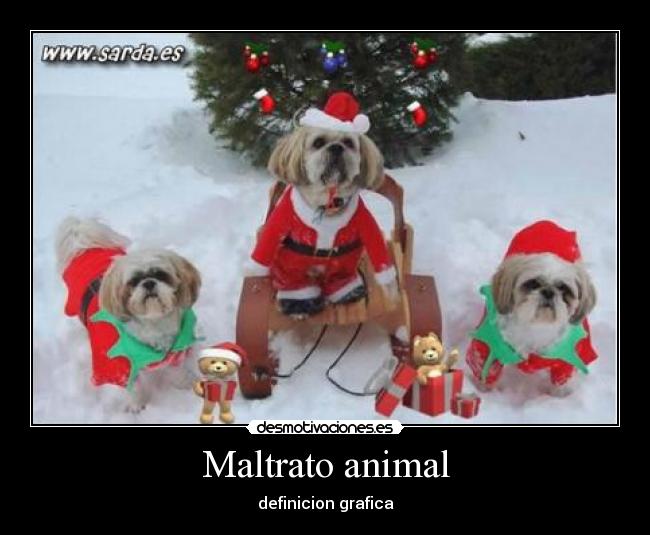 Maltrato animal - 