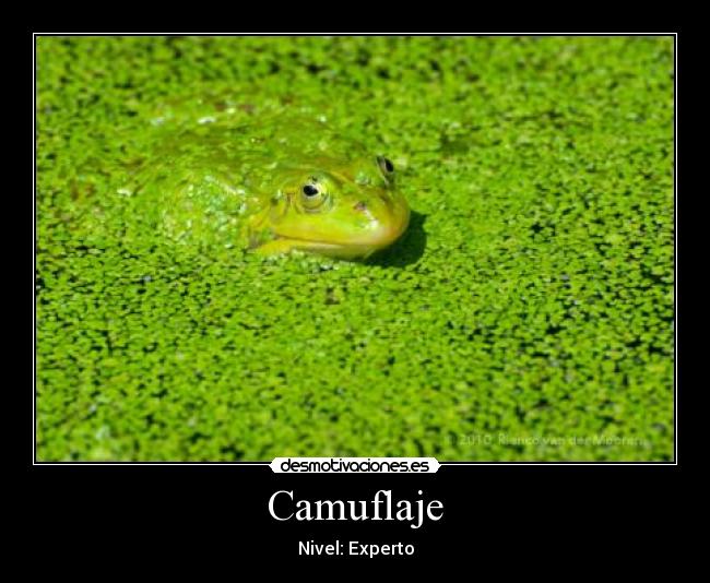 Camuflaje - Nivel: Experto