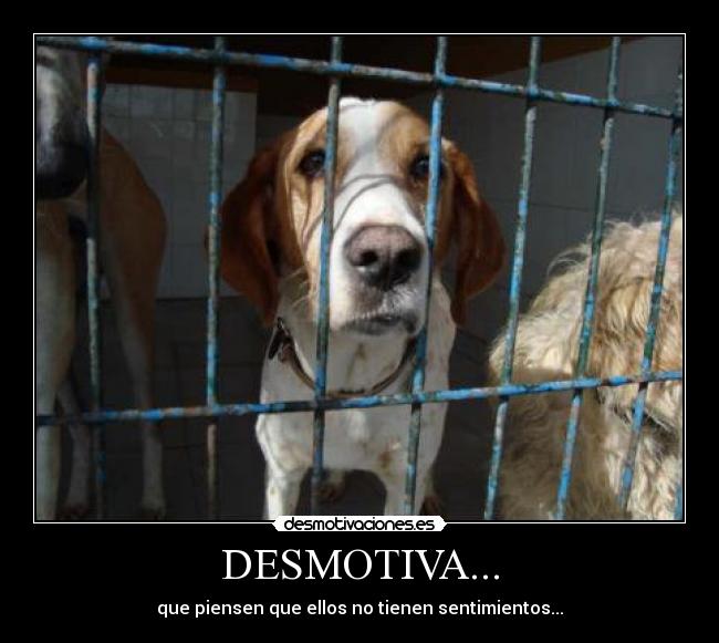 DESMOTIVA... - 