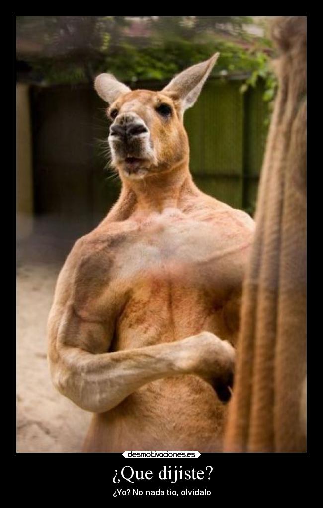 carteles cono canguro desmotivacion golpes ostias desmotivaciones